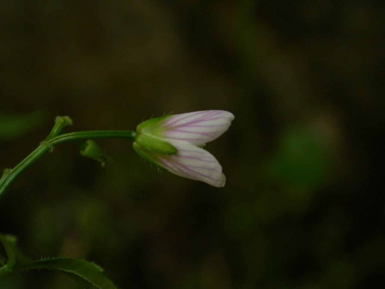 Cardamine trifoliolata — search result for 'Cardamine'