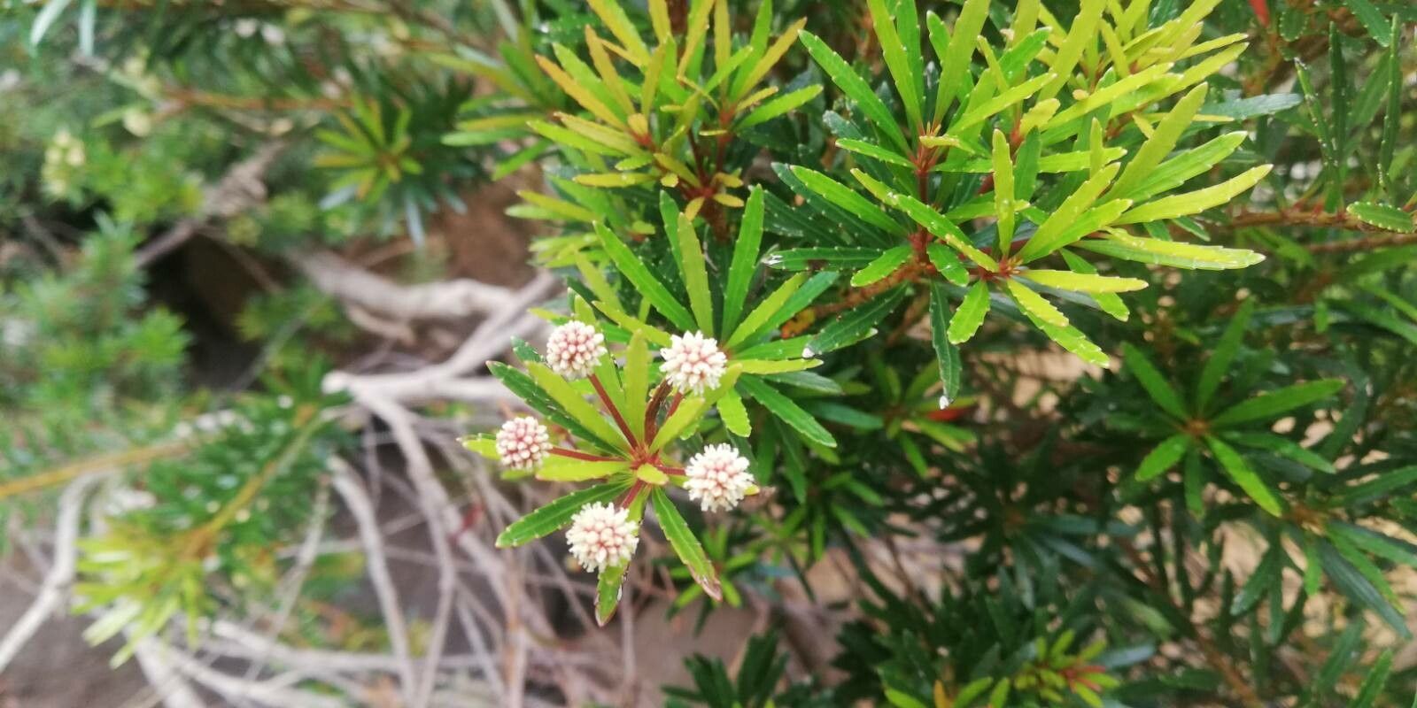 Pancheria elegans flower
