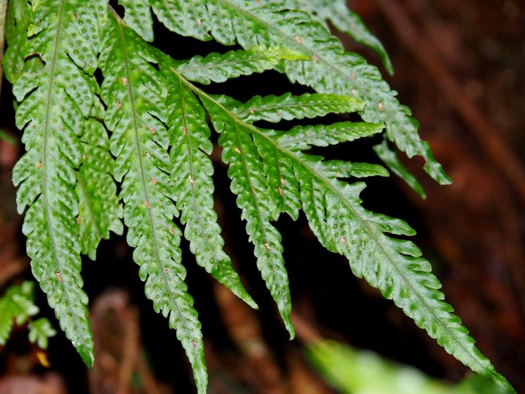 Tectaria pseudosinuata leaf