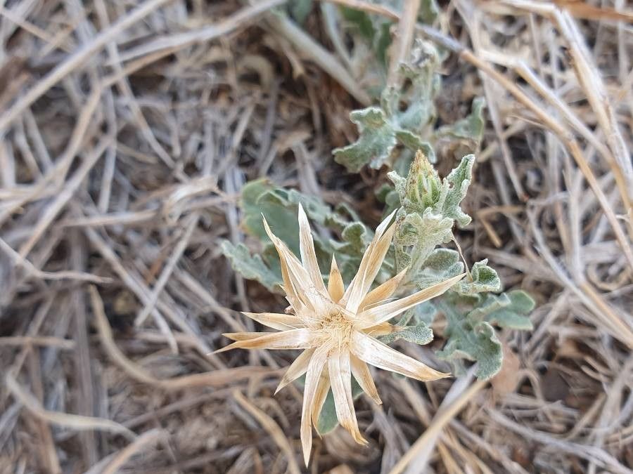Volutaria boranensis flower