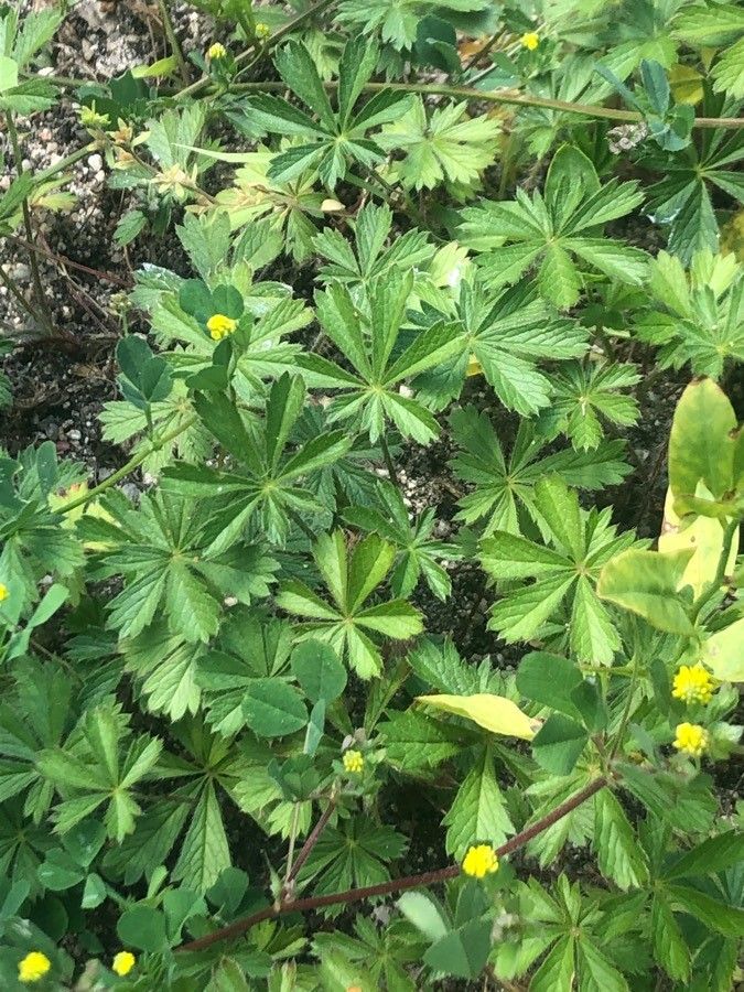 Potentilla neumanniana leaf