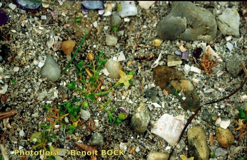 Sagina maritima habit