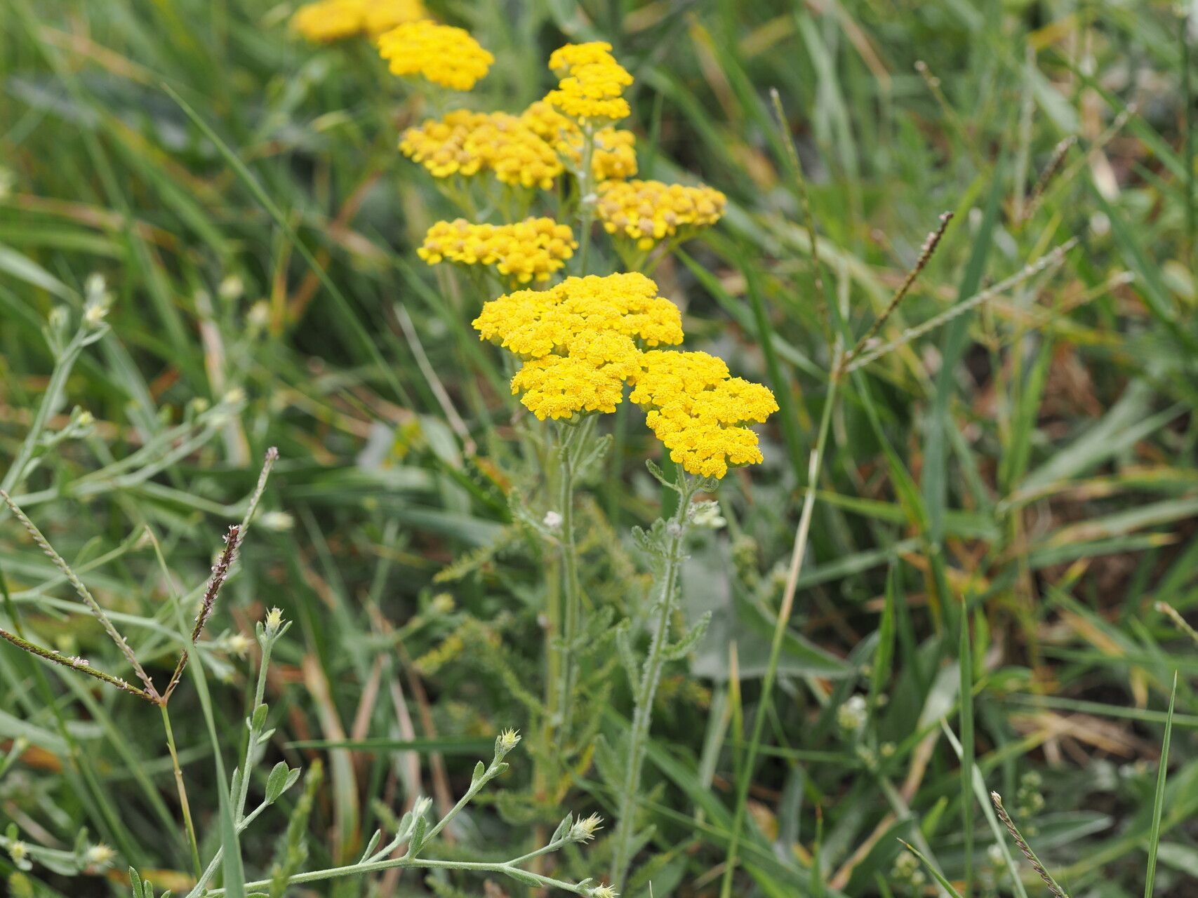 Achillea micrantha — search result for 'Achillea'