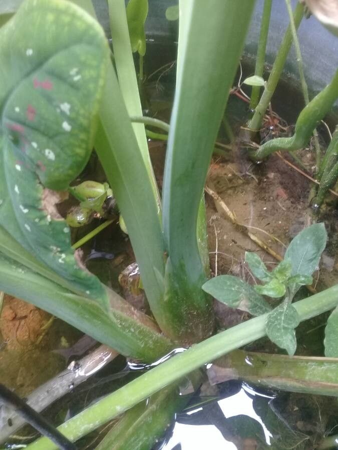 Limnocharis flava bark