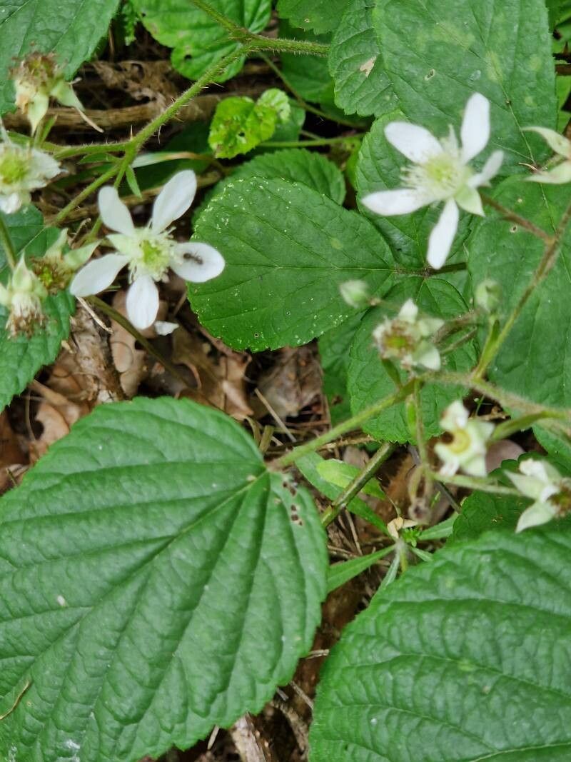 Rubus nigricans flower