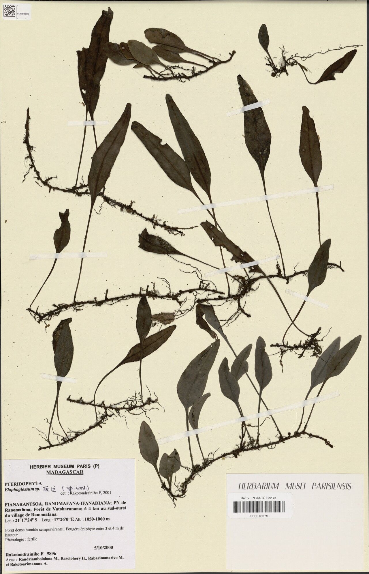 Elaphoglossum sabineanum — houseplant care guide