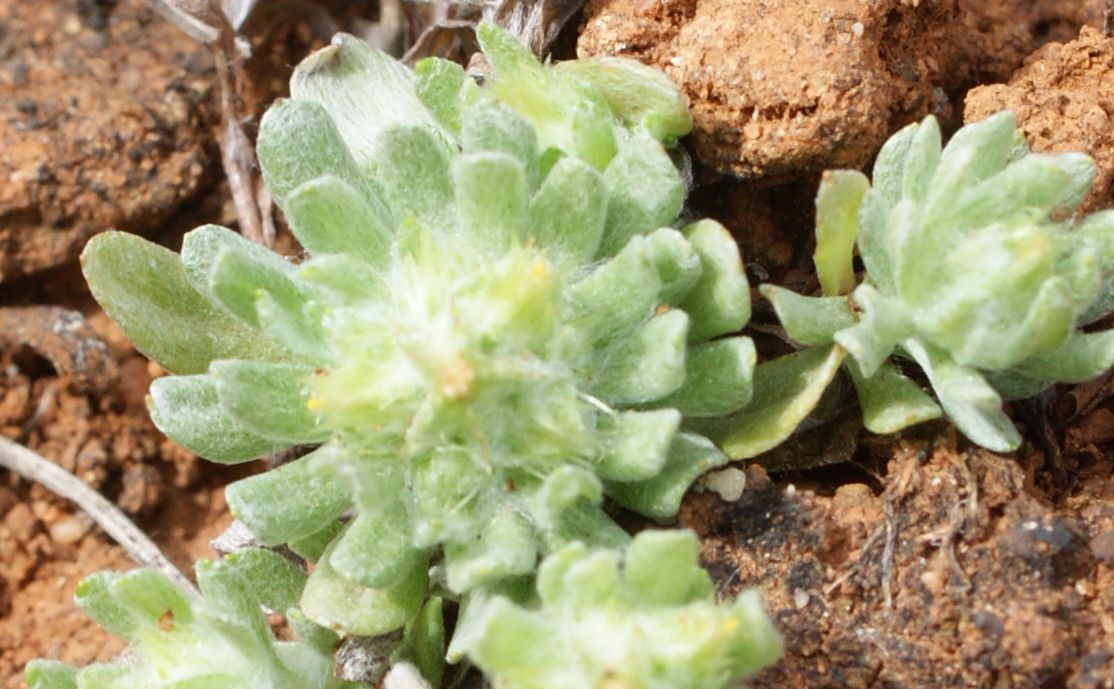 Filago lusitanica — search result for 'Filago'