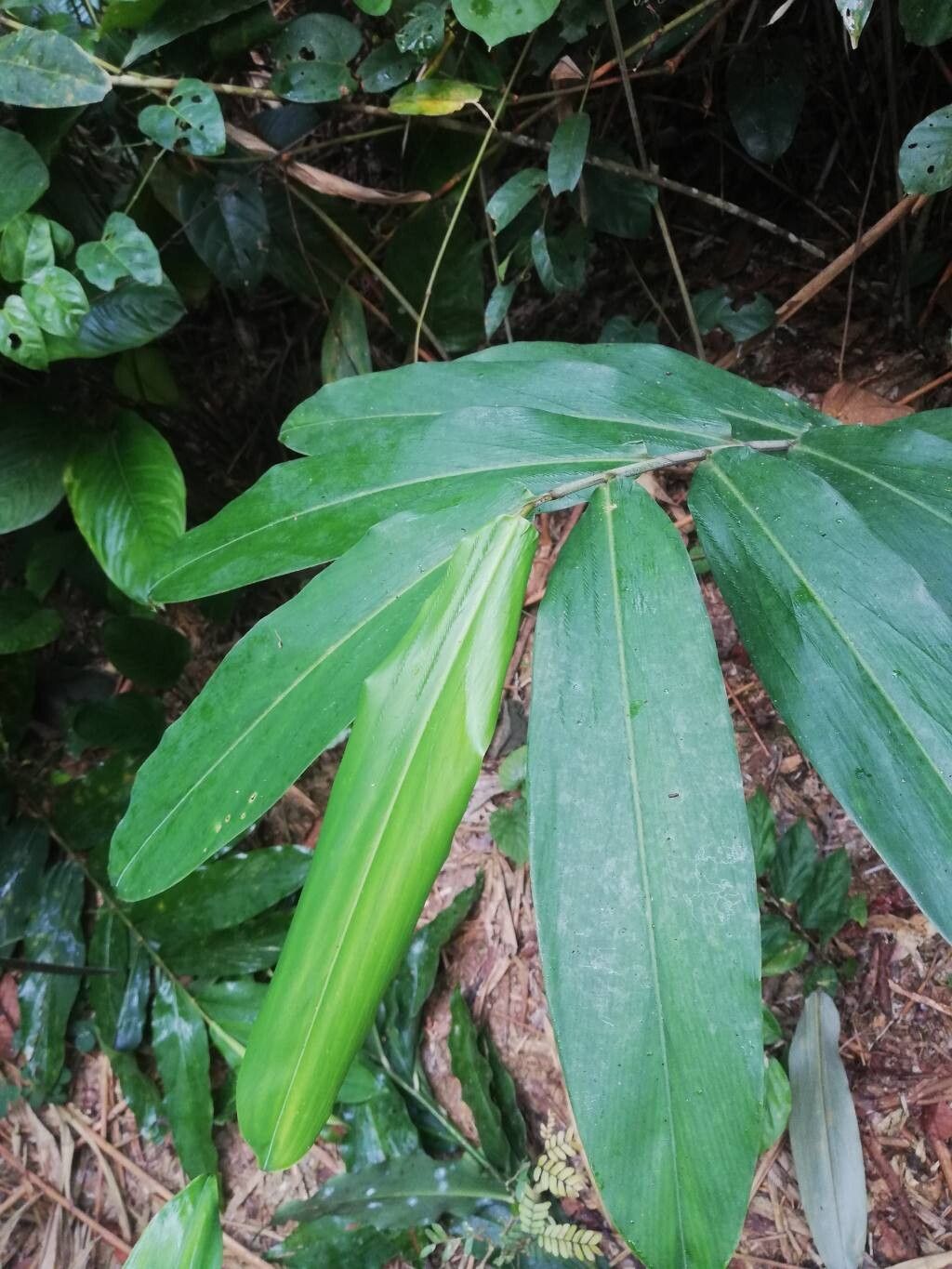 Aframomum citratum — houseplant care guide