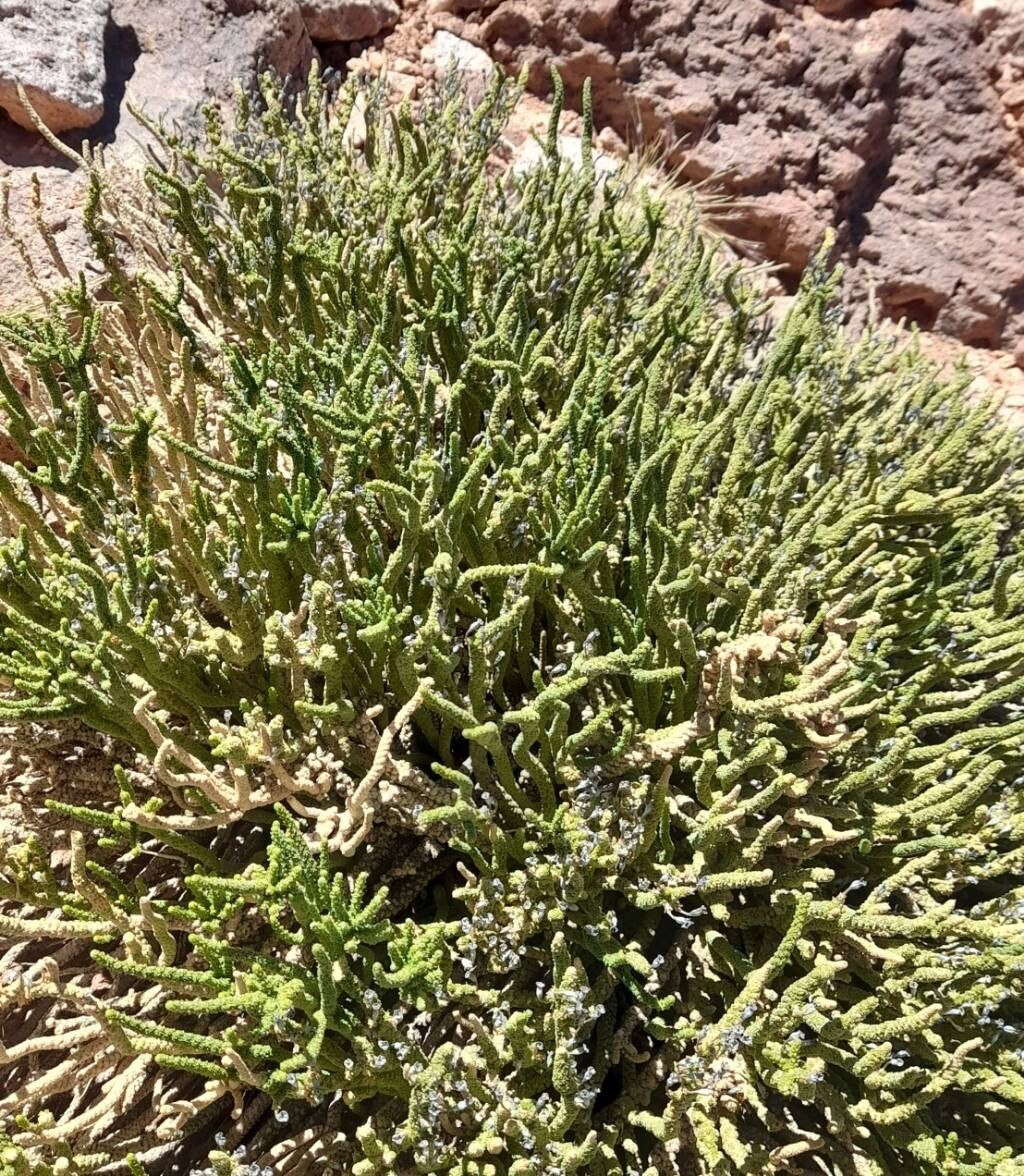 Fabiana bryoides habit