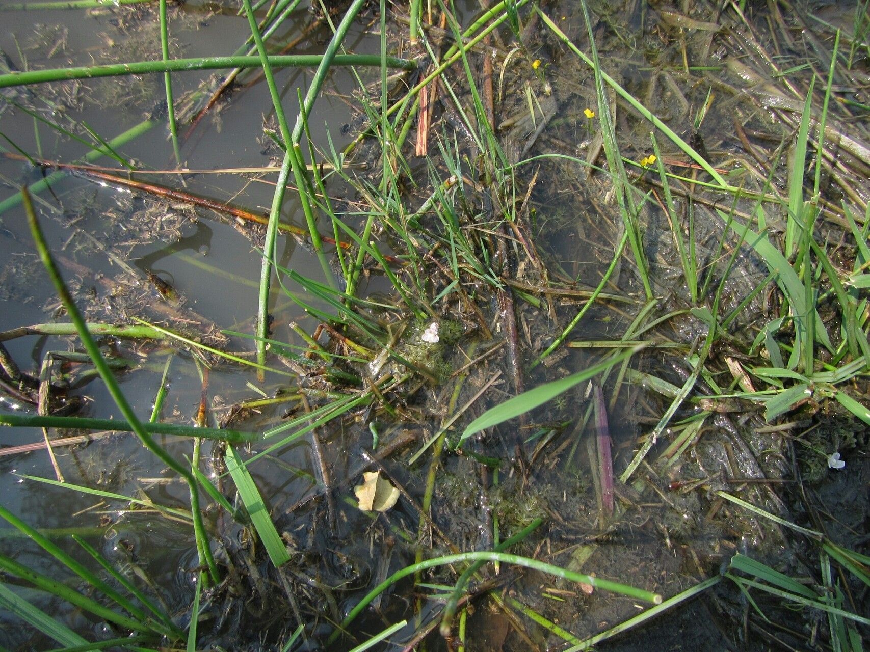 Utricularia raynalii habit