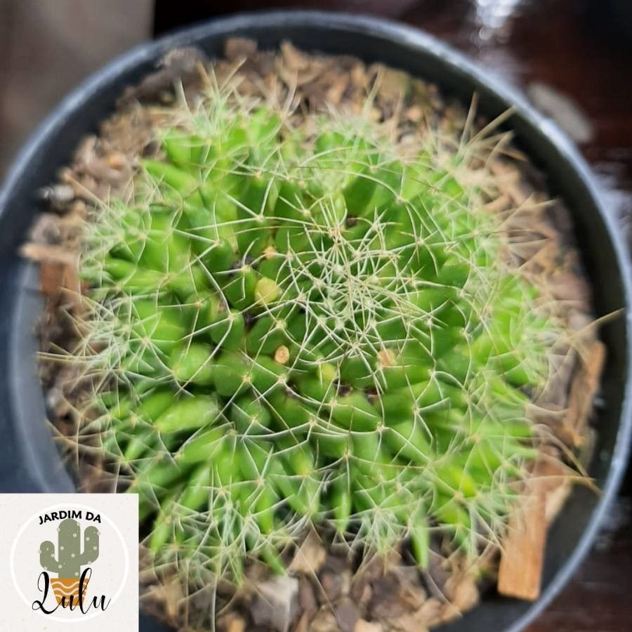 Mammillaria decipiens bark