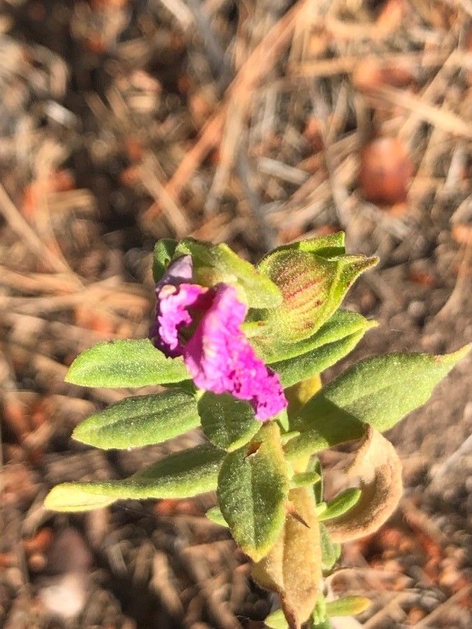 Cistus heterophyllus flower