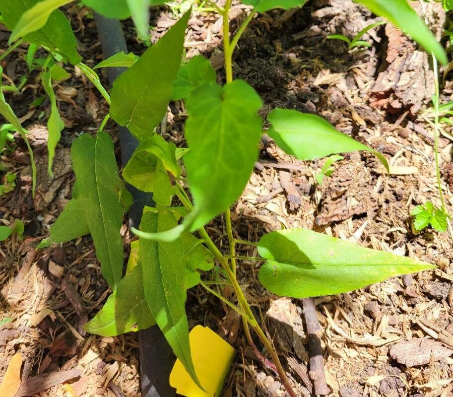 Symphyotrichum shortii leaf