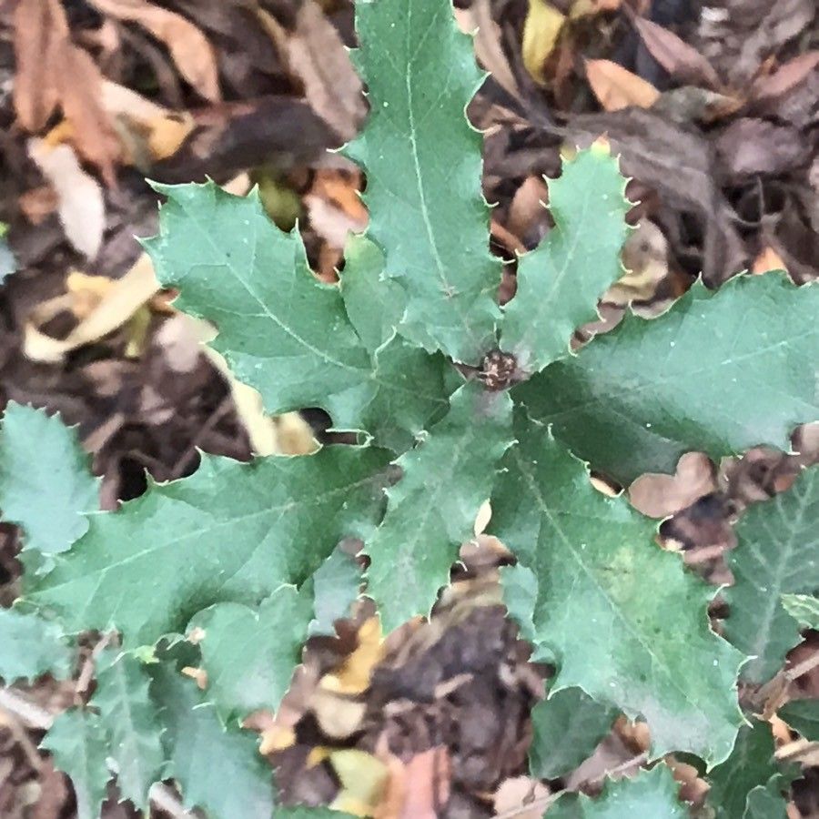 Quercus × coutinhoi leaf