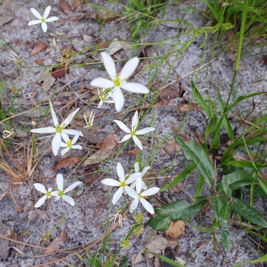 Sabatia brevifolia leaf