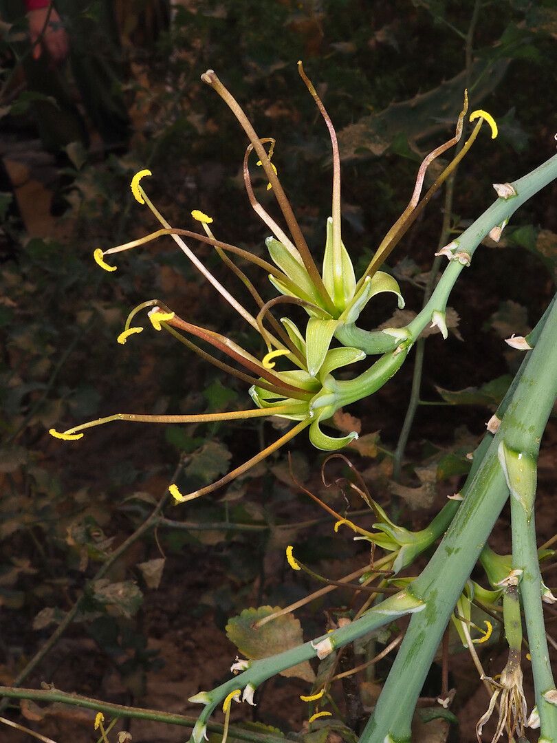 Agave guttata flower