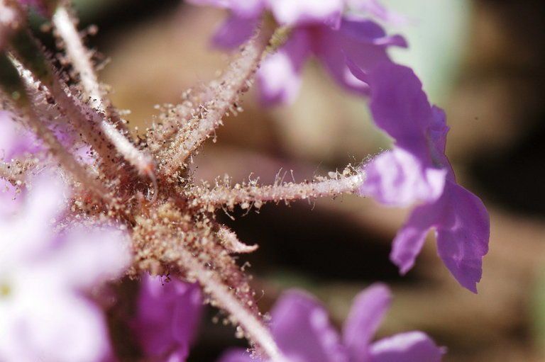 Tripterocalyx crux-maltae flower