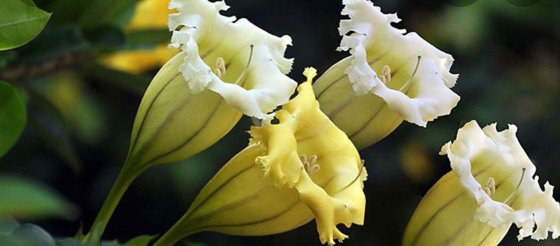 Solandra longiflora — related species from the same genus