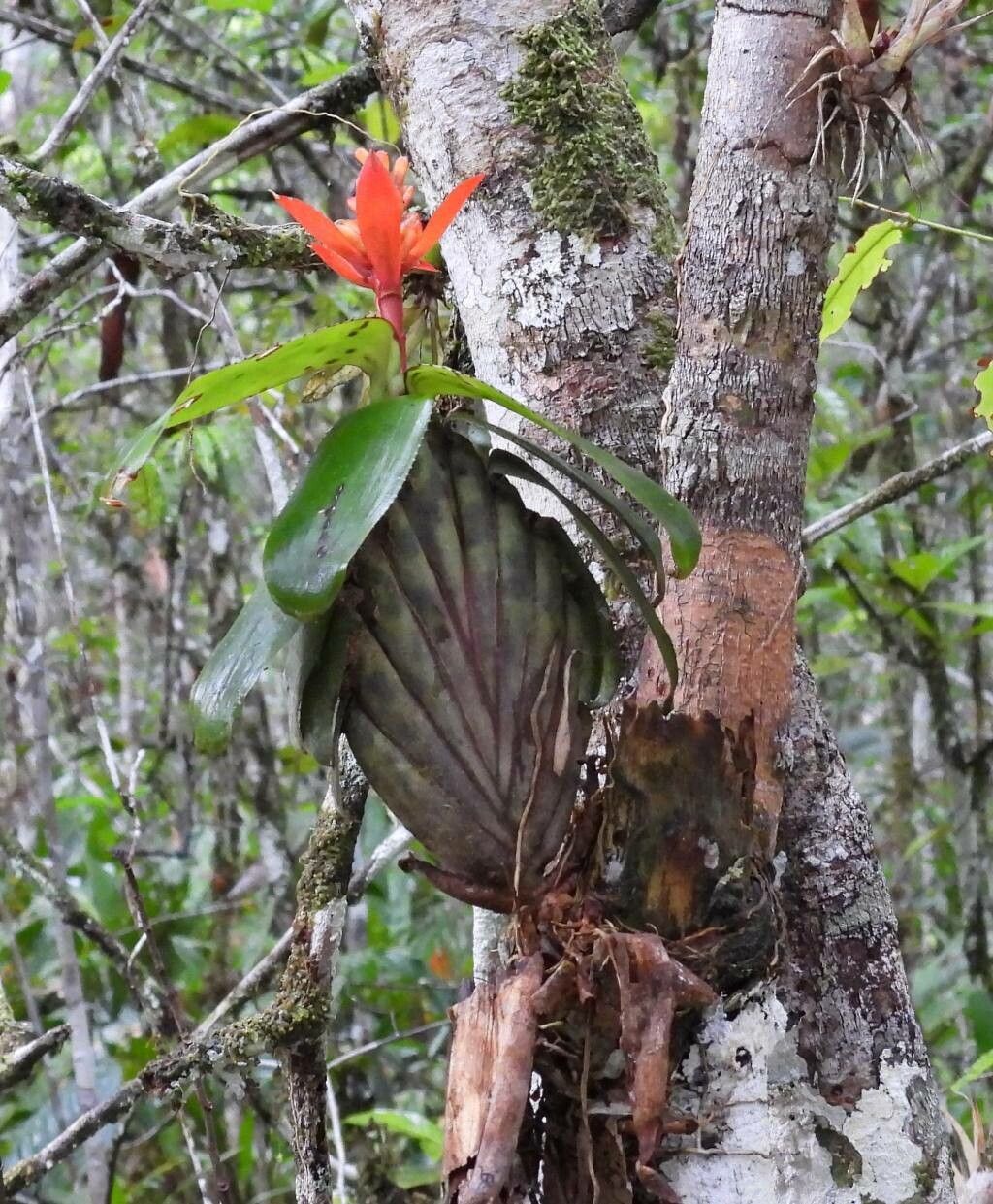 Aechmea brevicollis — search result for 'Aechmea'