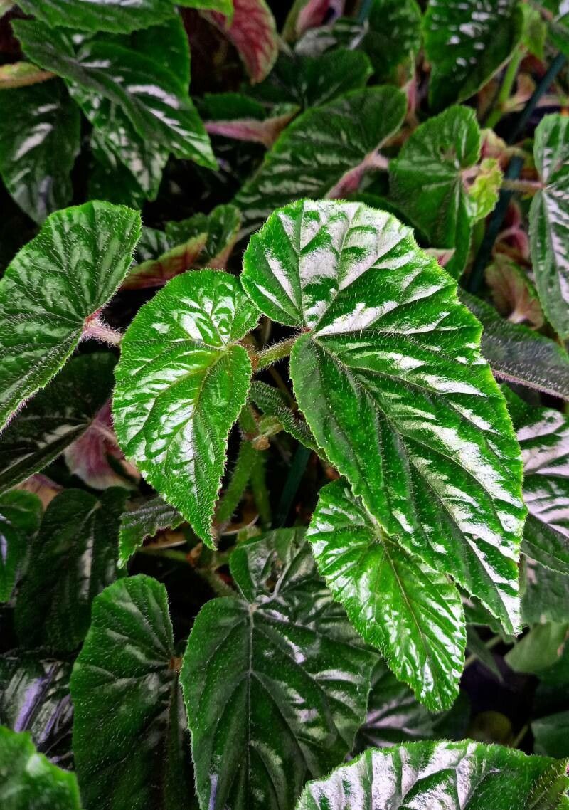 Begonia veitchii leaf