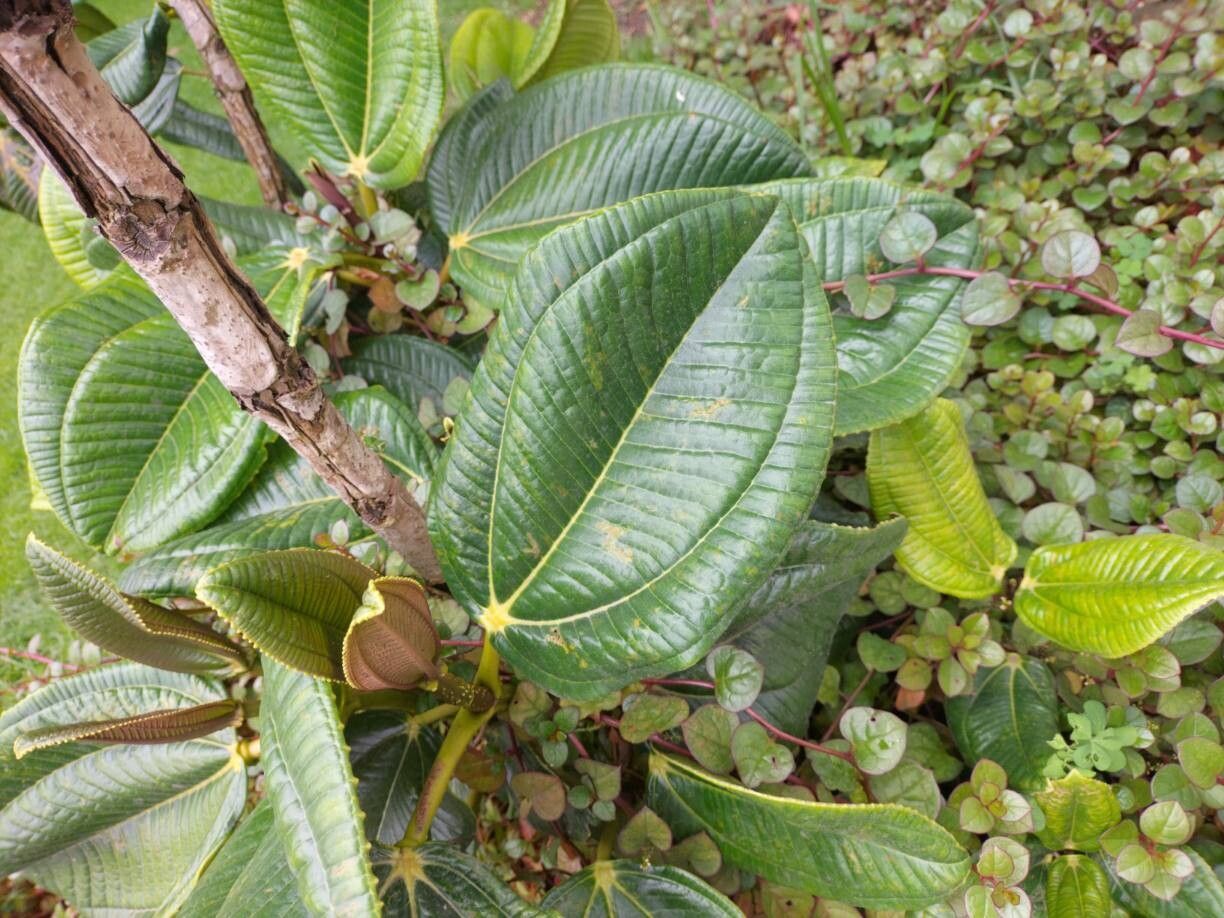 Meriania hernandi — related species from the same genus