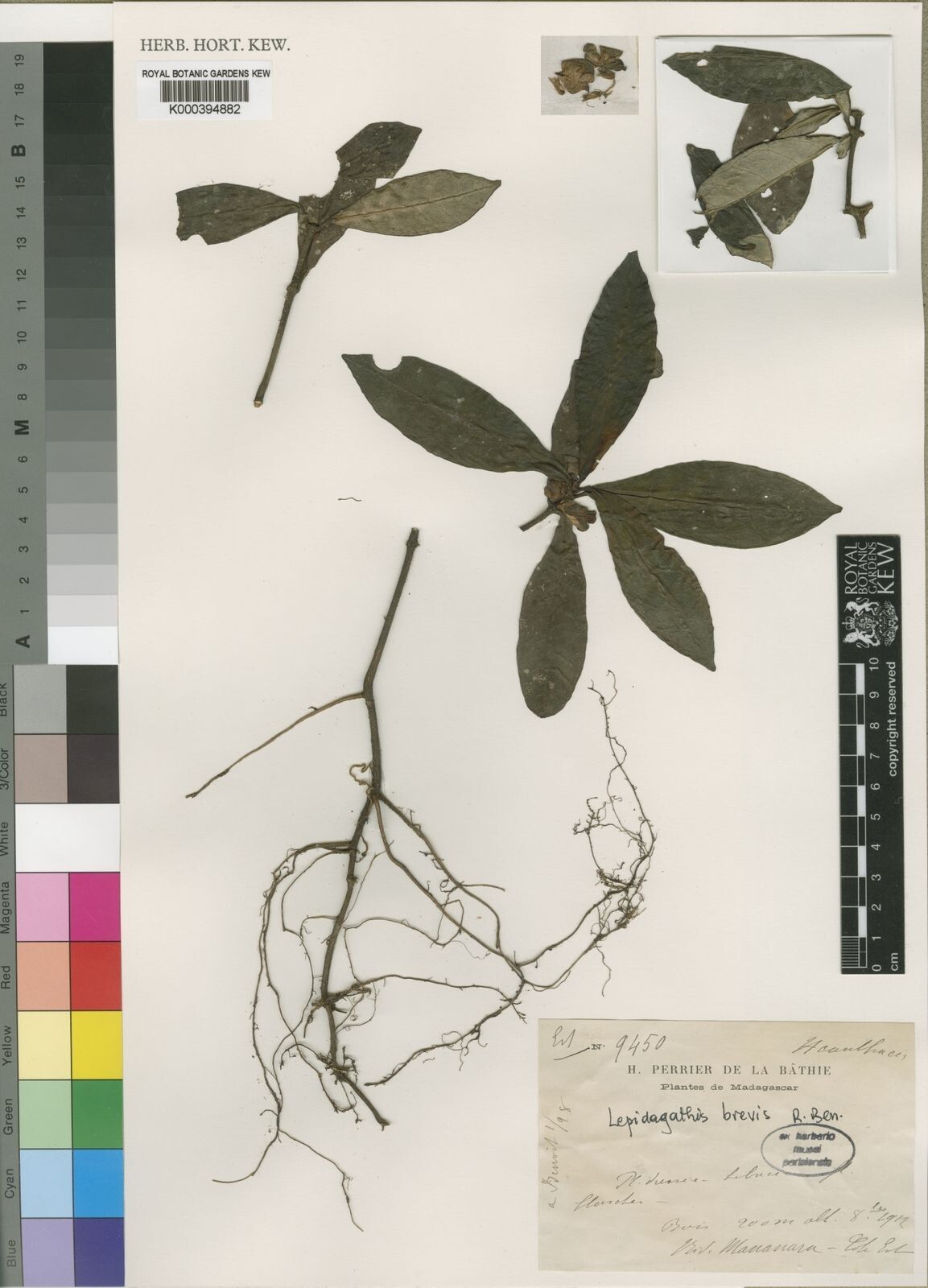 Lepidagathis brevis — related species from the same genus