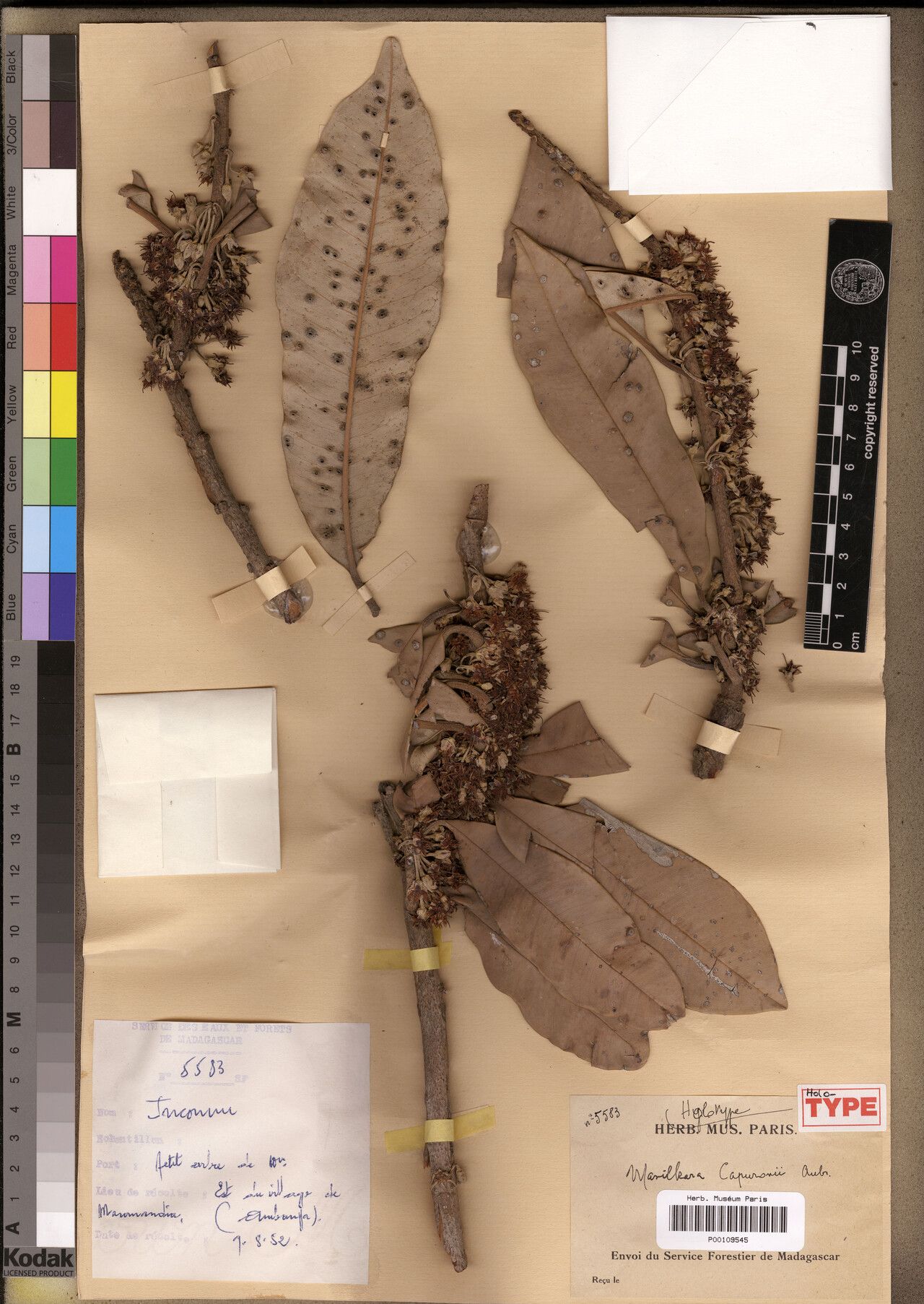 Manilkara capuronii — related species from the same genus