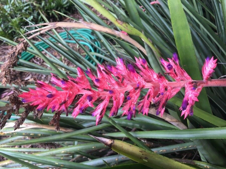 Aechmea distichantha flower