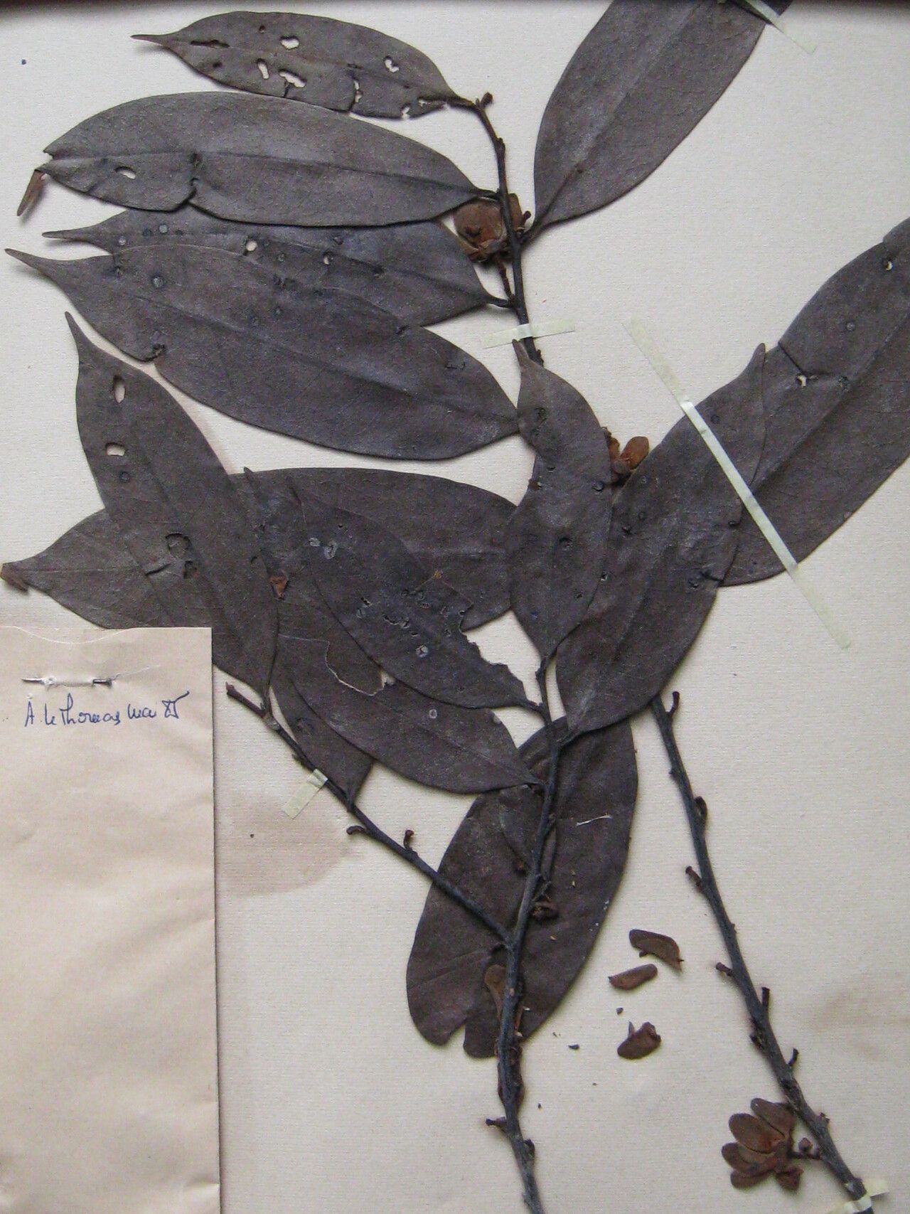 Guatteria citriodora other