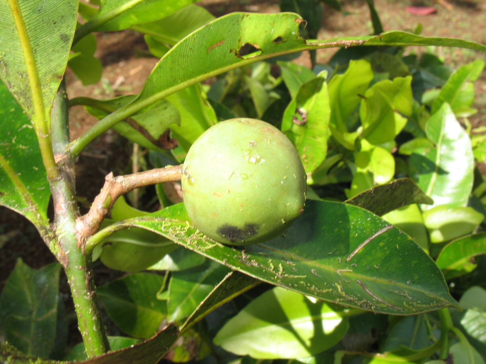Calophyllum comorense — related species from the same genus