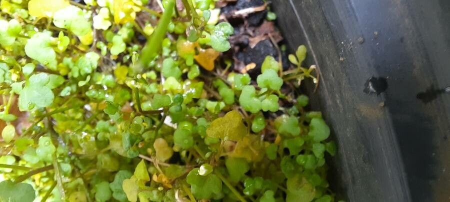 Sibthorpia europaea flower