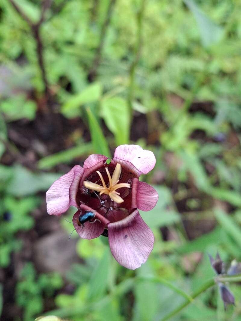 Tigridia multiflora — related species from the same genus