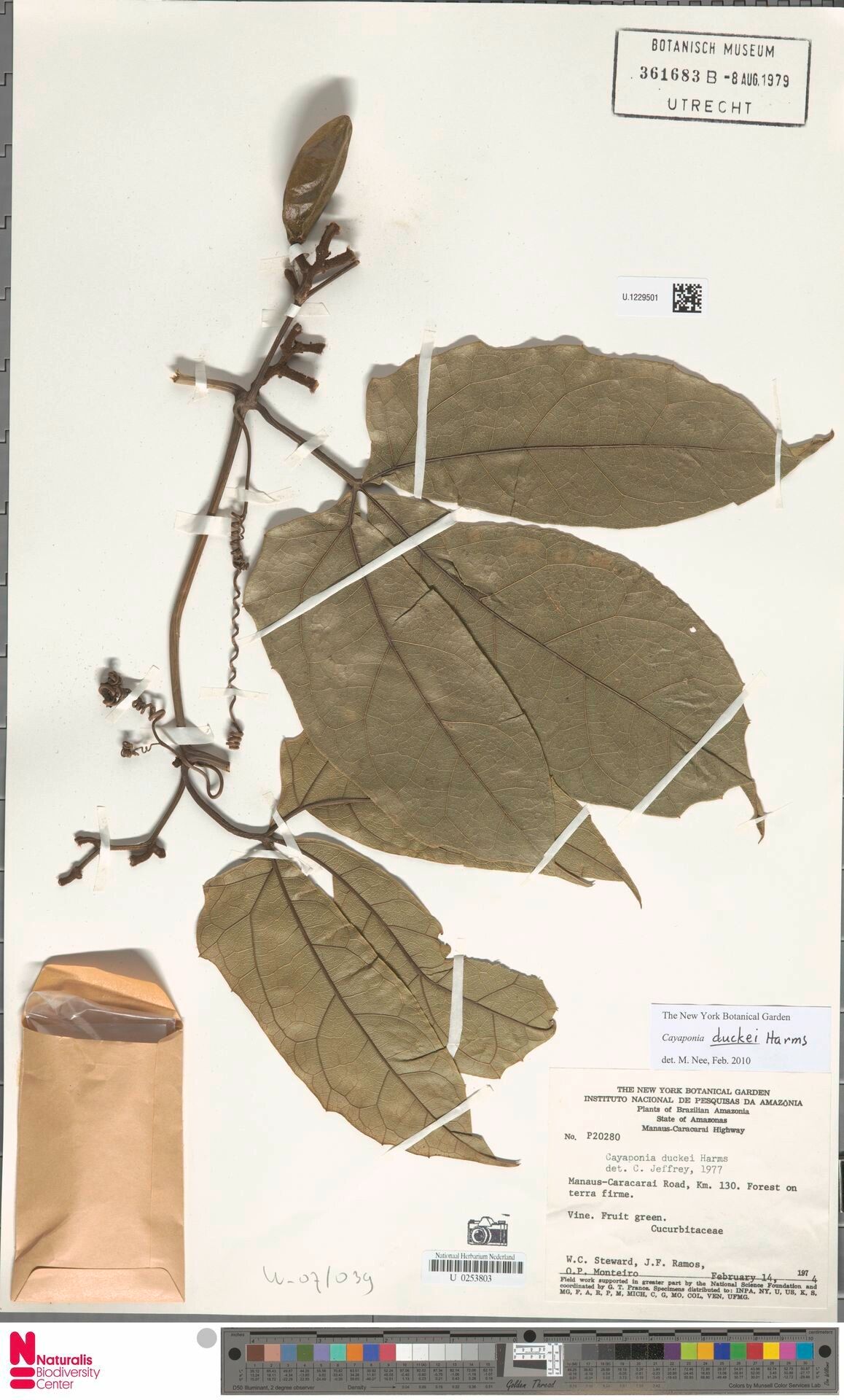 Cayaponia duckei — houseplant care guide