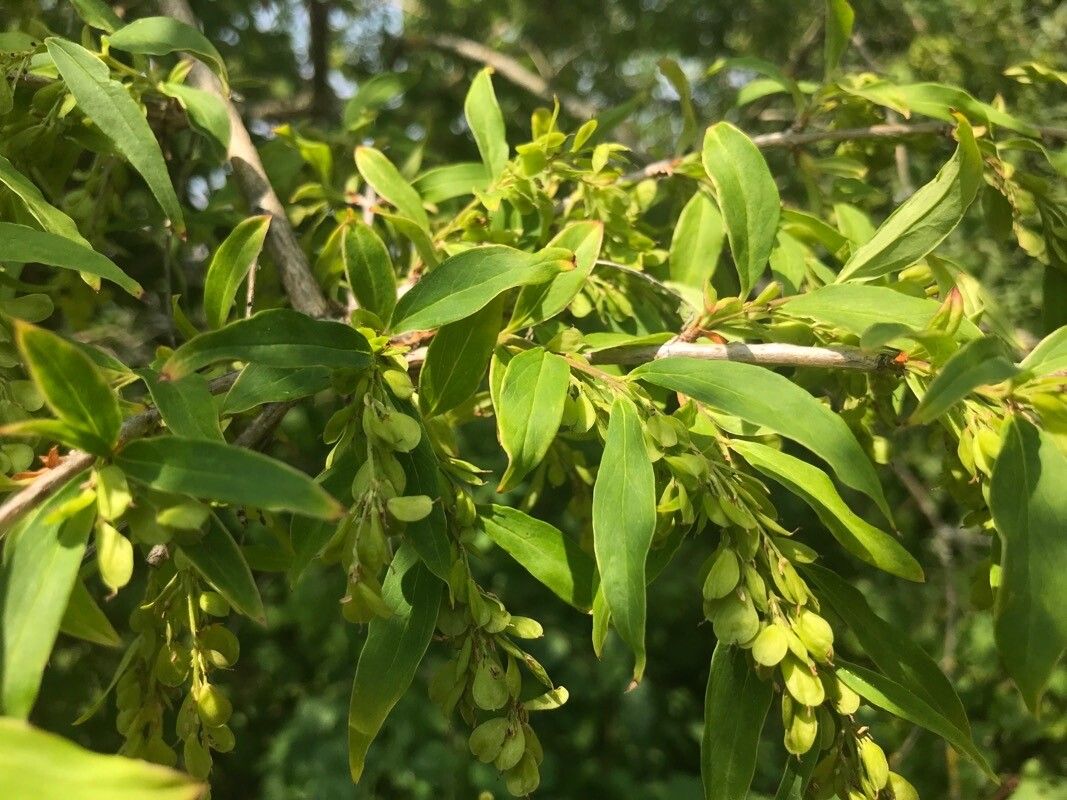 Fontanesia fortunei leaf