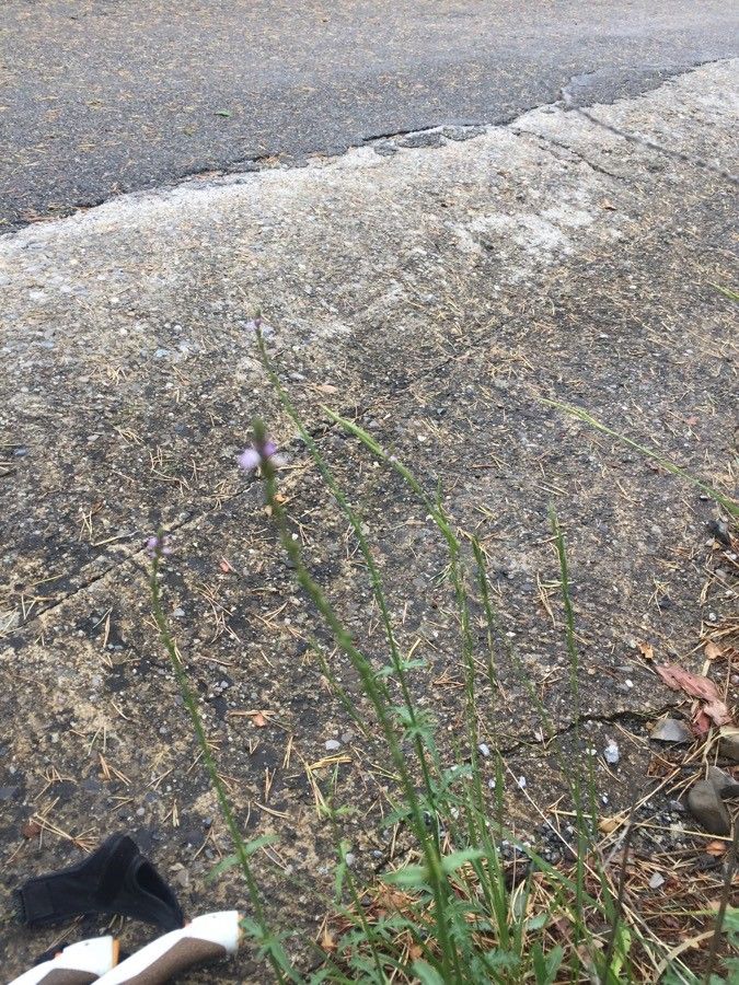 Verbena halei — search result for 'Verbenaceae'