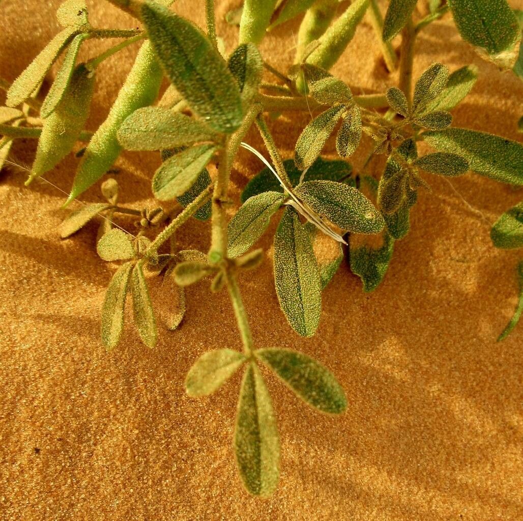 Cleome amblyocarpa leaf