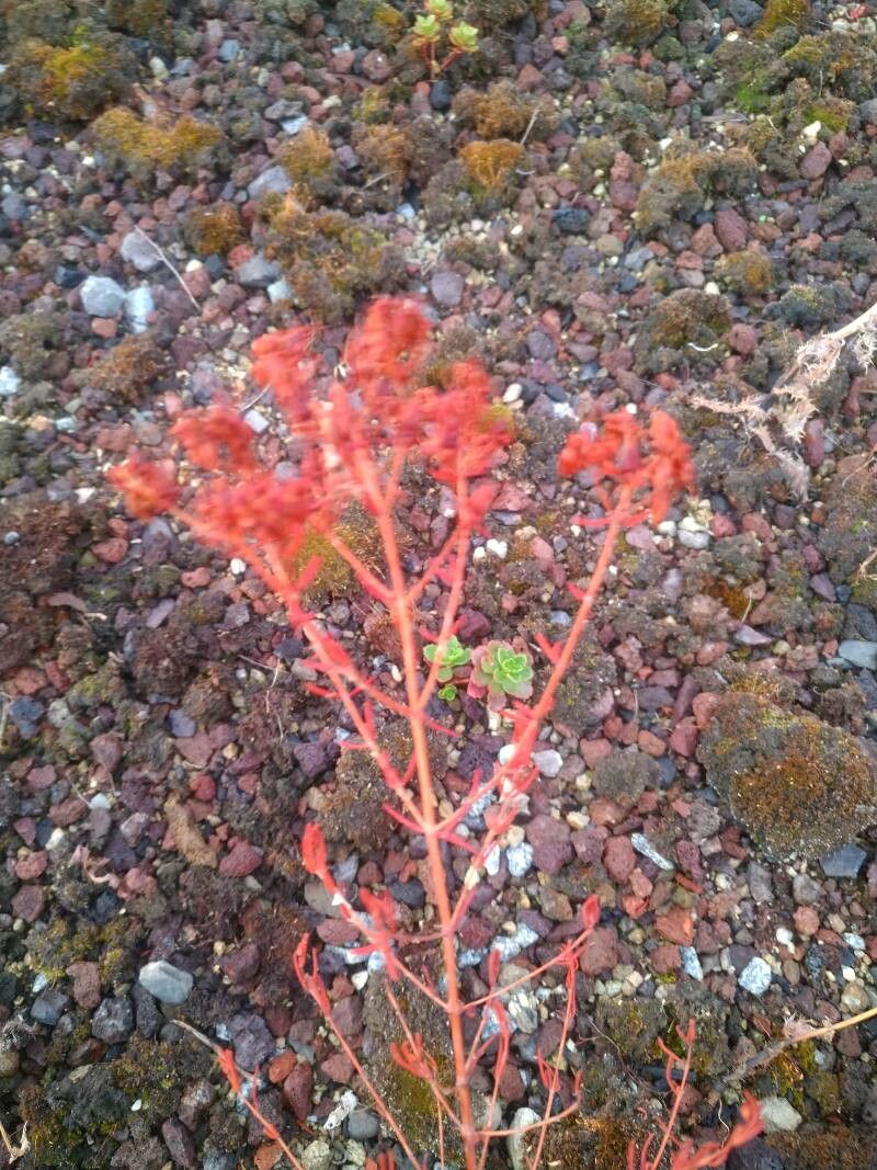 Crassula vaillantii leaf