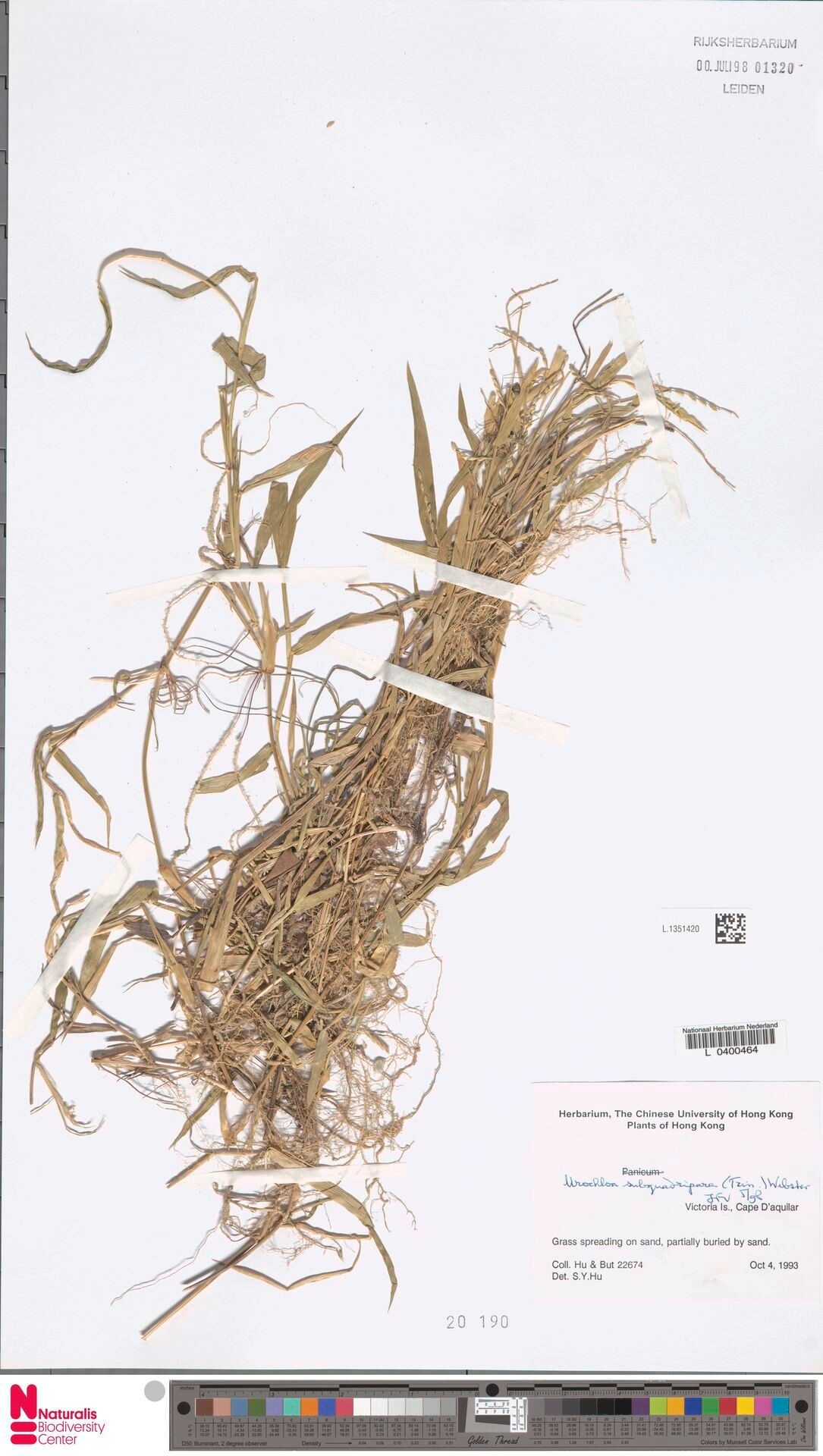 Urochloa distachyos habit