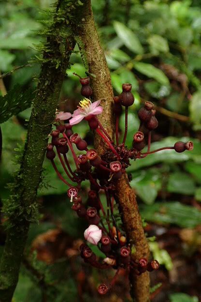 Medinilla mirabile flower