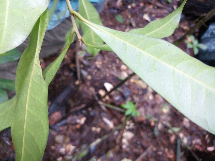 Pouteria bilocularis — houseplant care guide