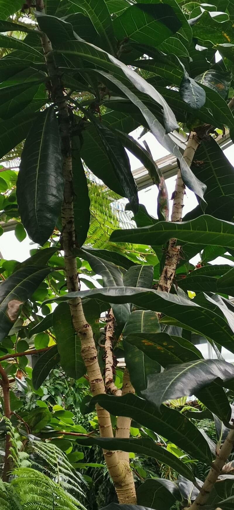 Ficus caballina habit