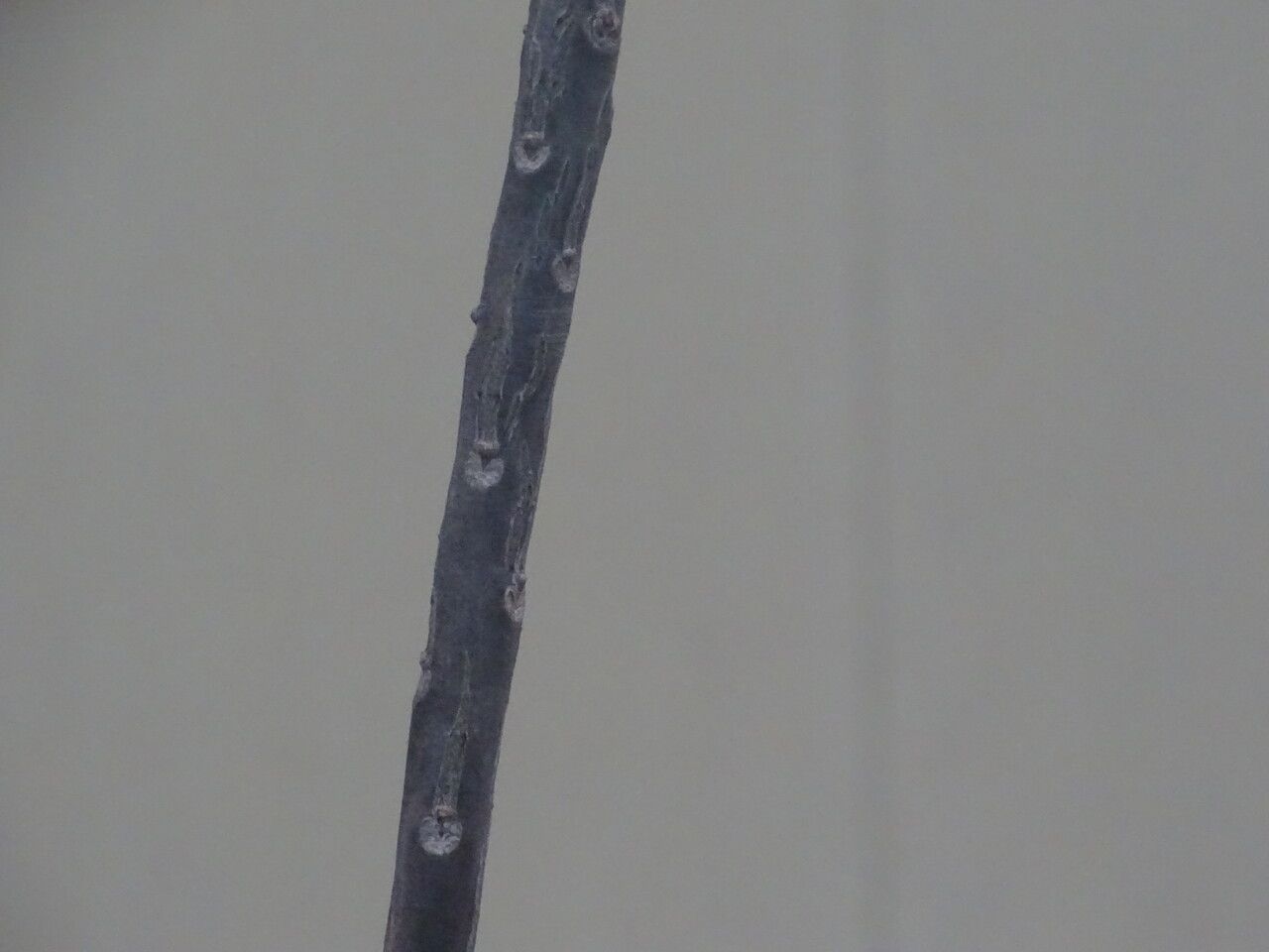 Uncarina decaryi bark