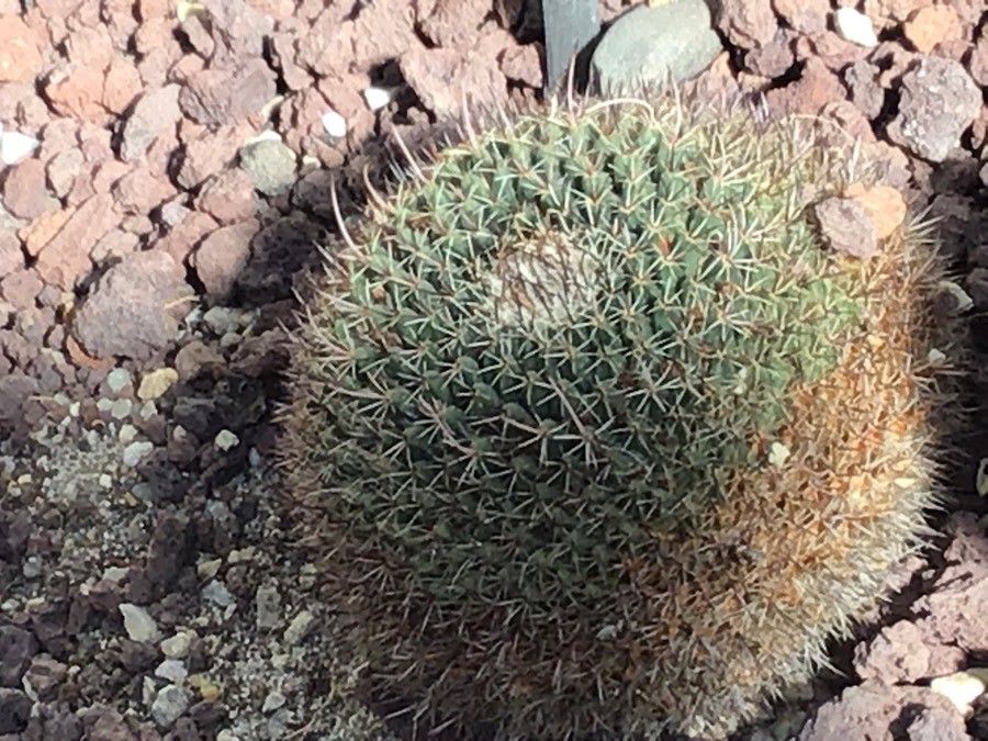 Mammillaria mystax — search result for 'Mammillaria'