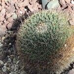 Mammillaria mystax