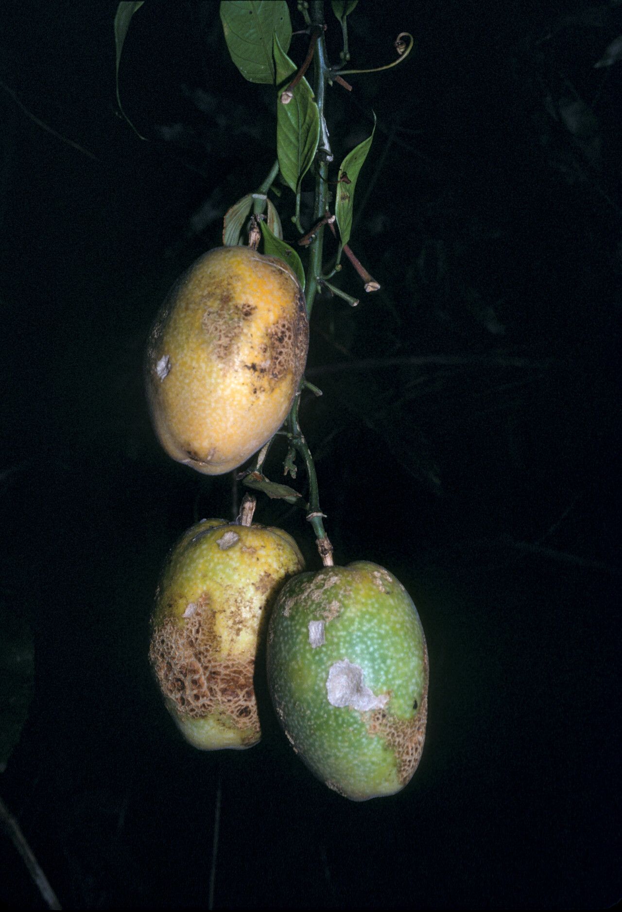 Passiflora riparia fruit