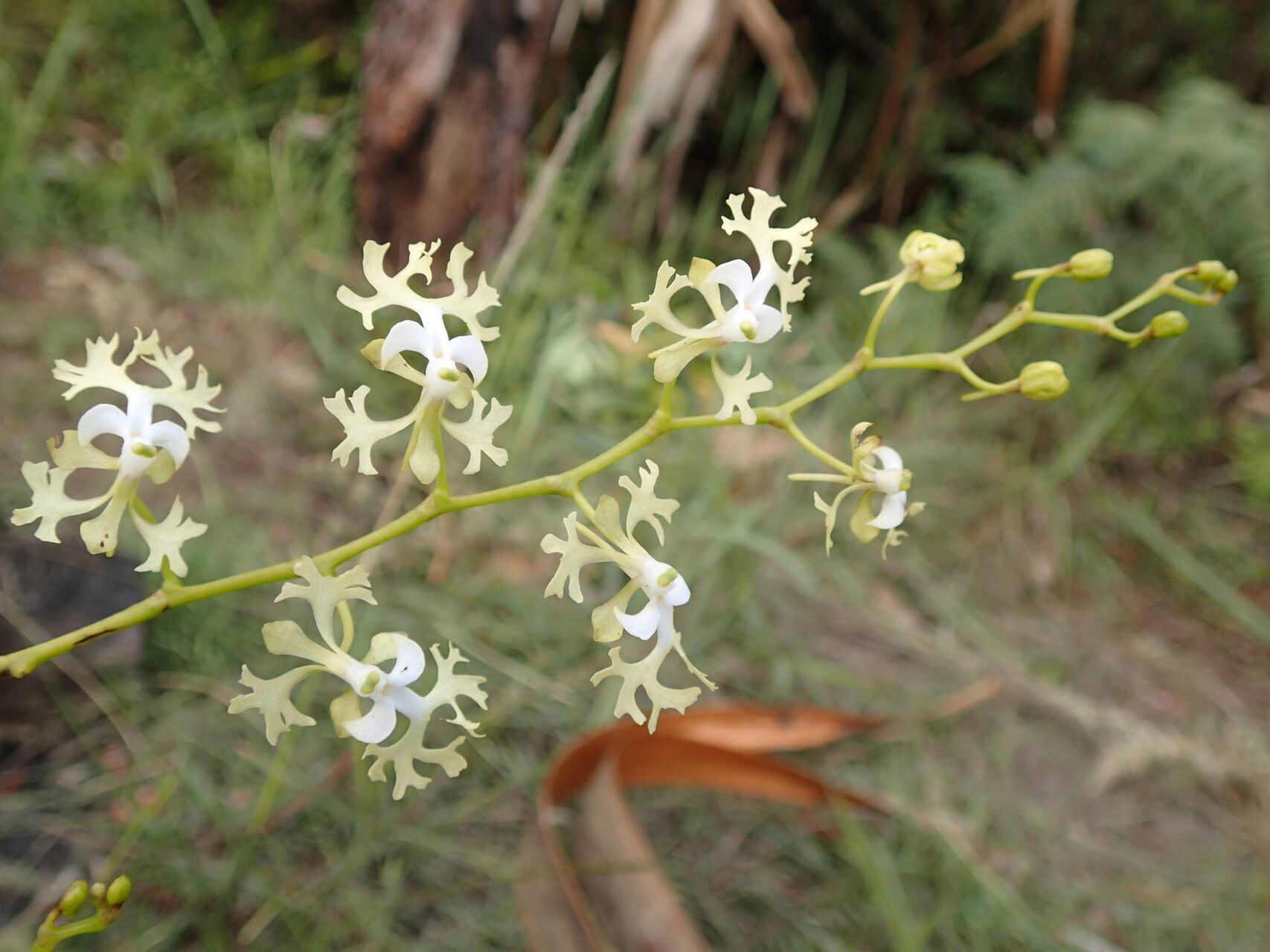 Cryptopus dissectus — related species from the same genus