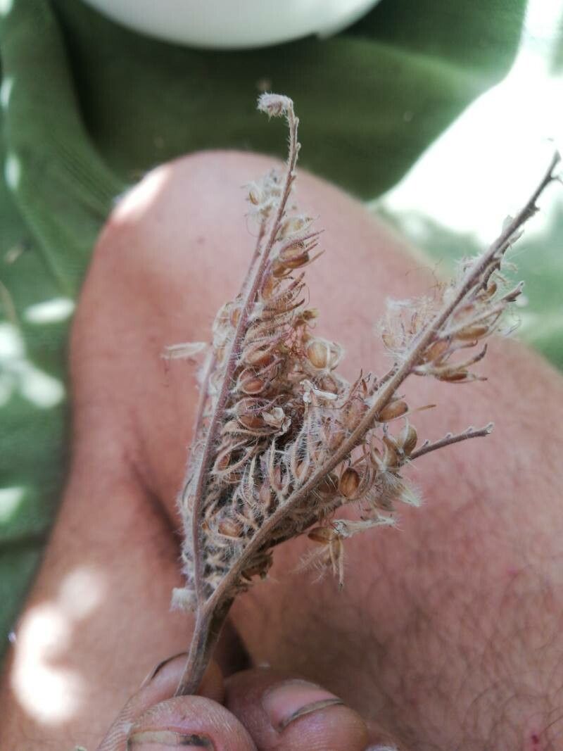 Phacelia cicutaria fruit