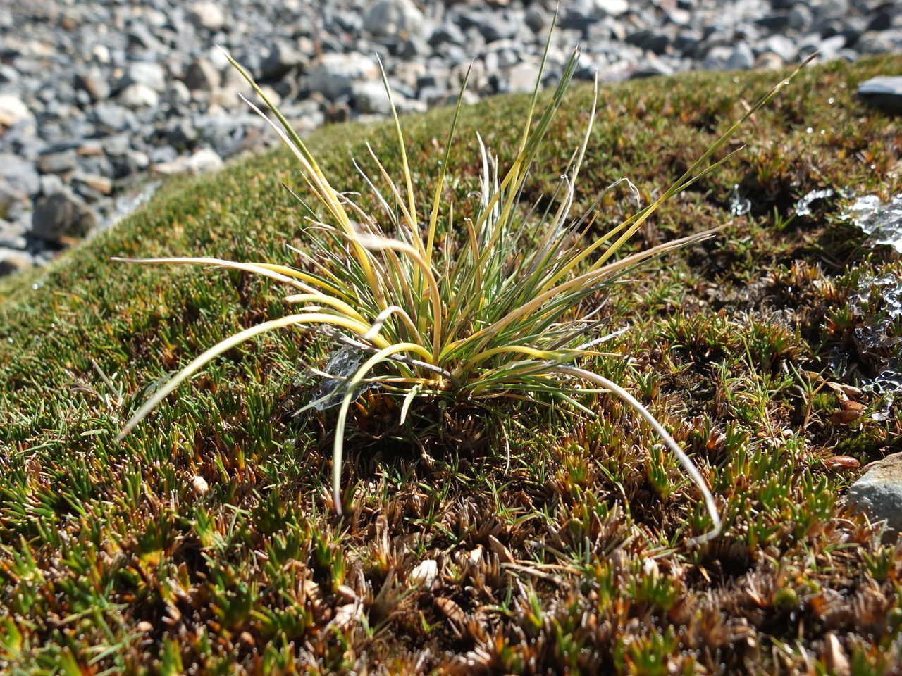 Festuca rigescens — houseplant care guide