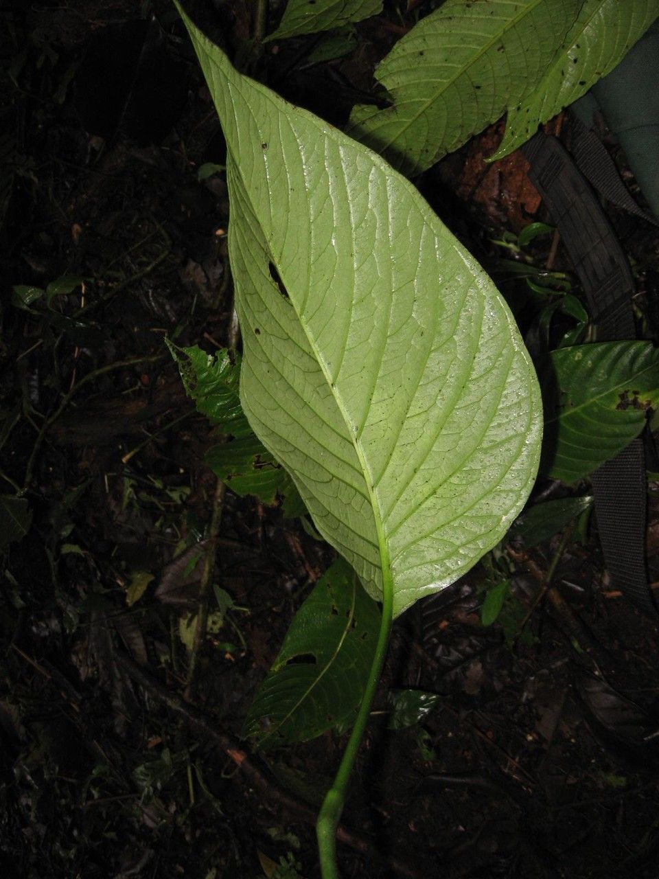 Anthurium oerstedianum — houseplant care guide