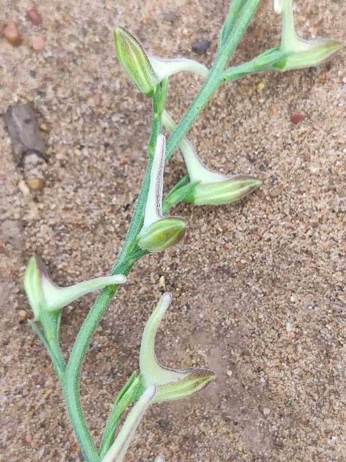 Delphinium halteratum fruit